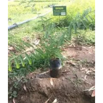 Growing Amla Plant